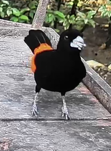 Flame-rumped Tanager