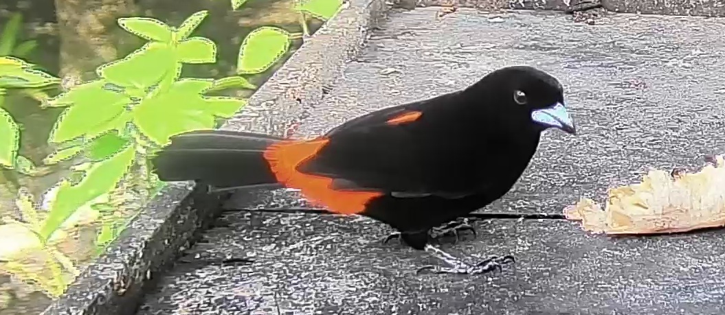 Passerini's tanager