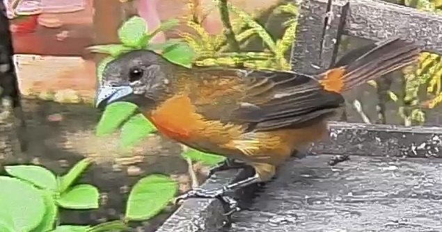 Flame-rumped Tanager