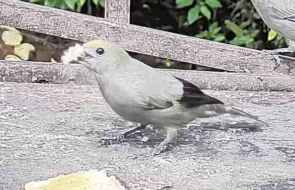 Palm tanager