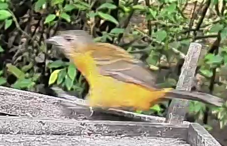 Passerini's tanager