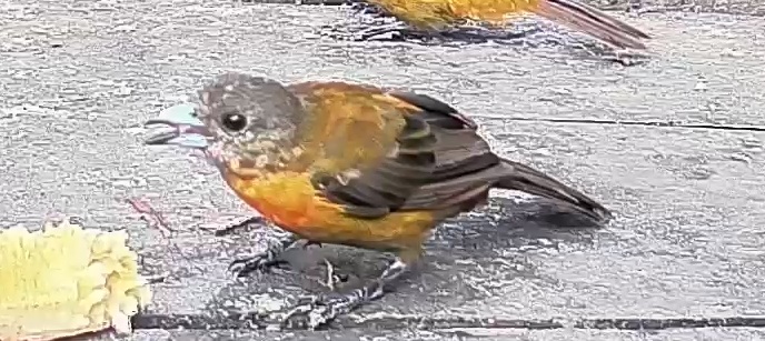 Passerini's tanager