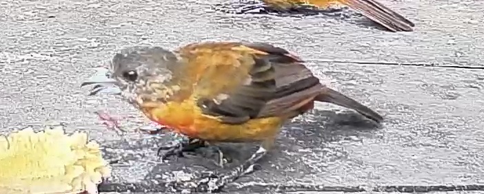 Passerini's tanager