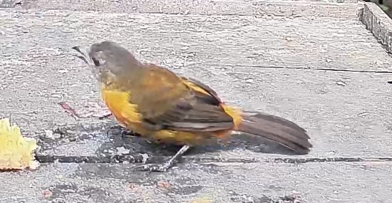 Passerini's tanager