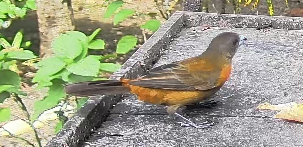 Passerini's tanager