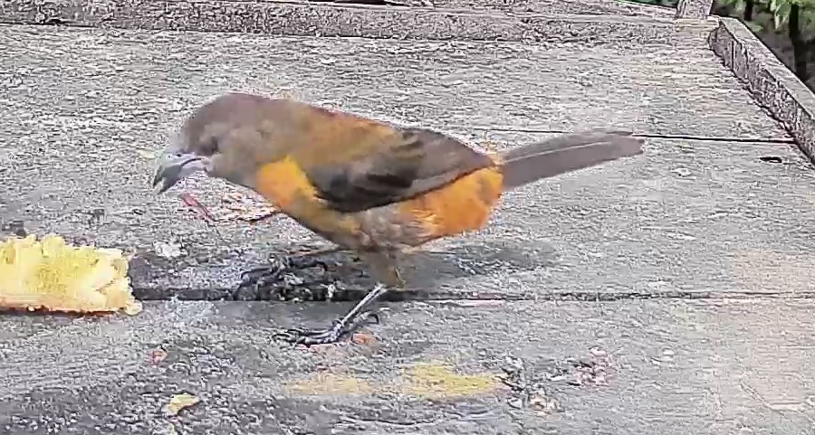 Passerini's tanager
