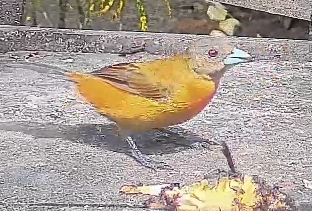Passerini's tanager