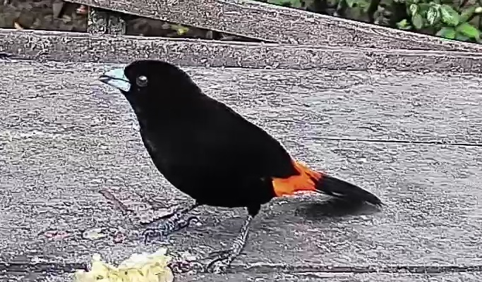 Flame-rumped Tanager