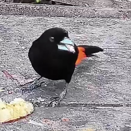 Flame-rumped Tanager