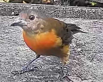 Passerini's tanager