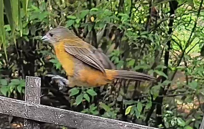 Passerini's tanager