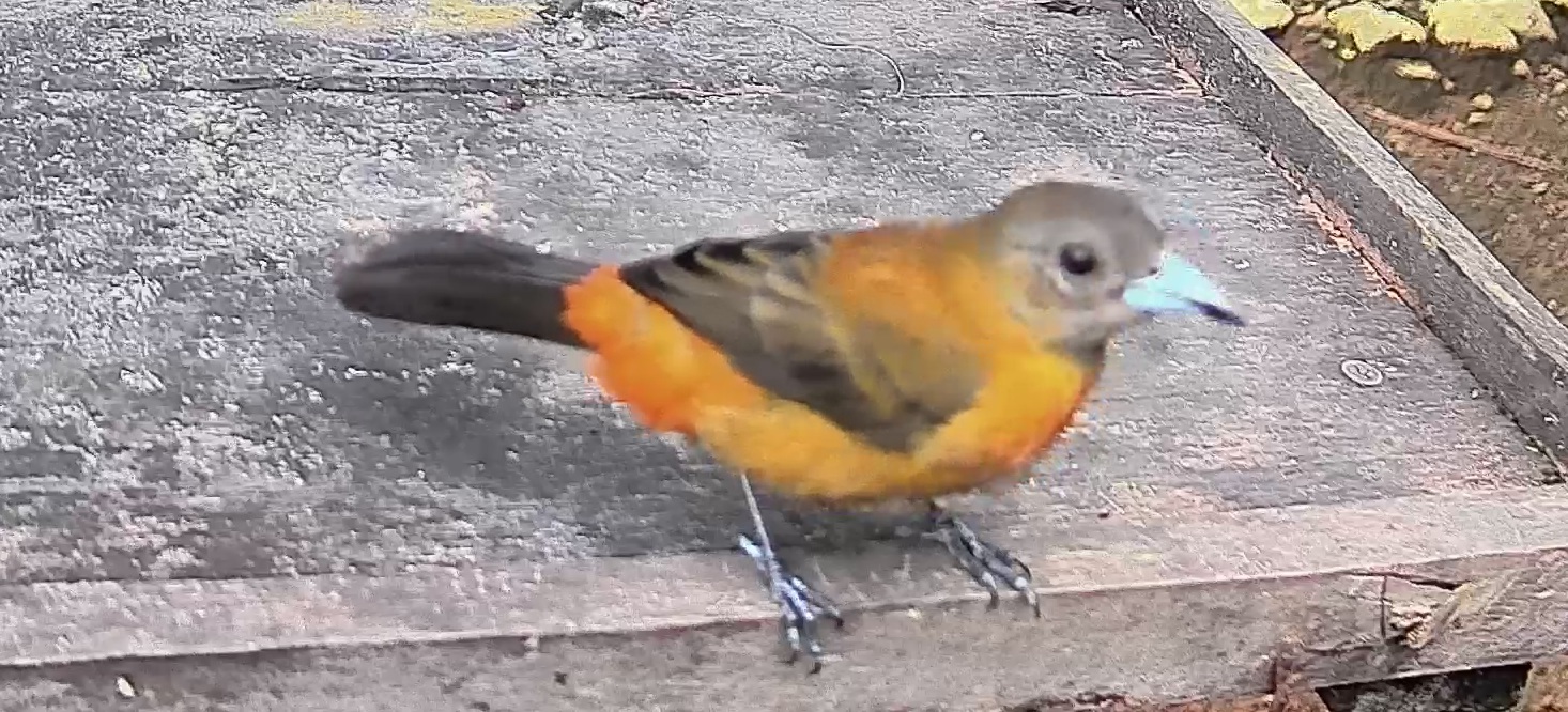 Passerini's tanager
