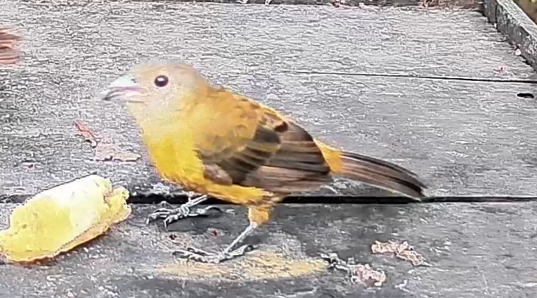 Passerini's tanager