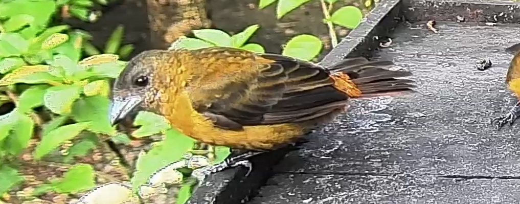 Passerini's tanager