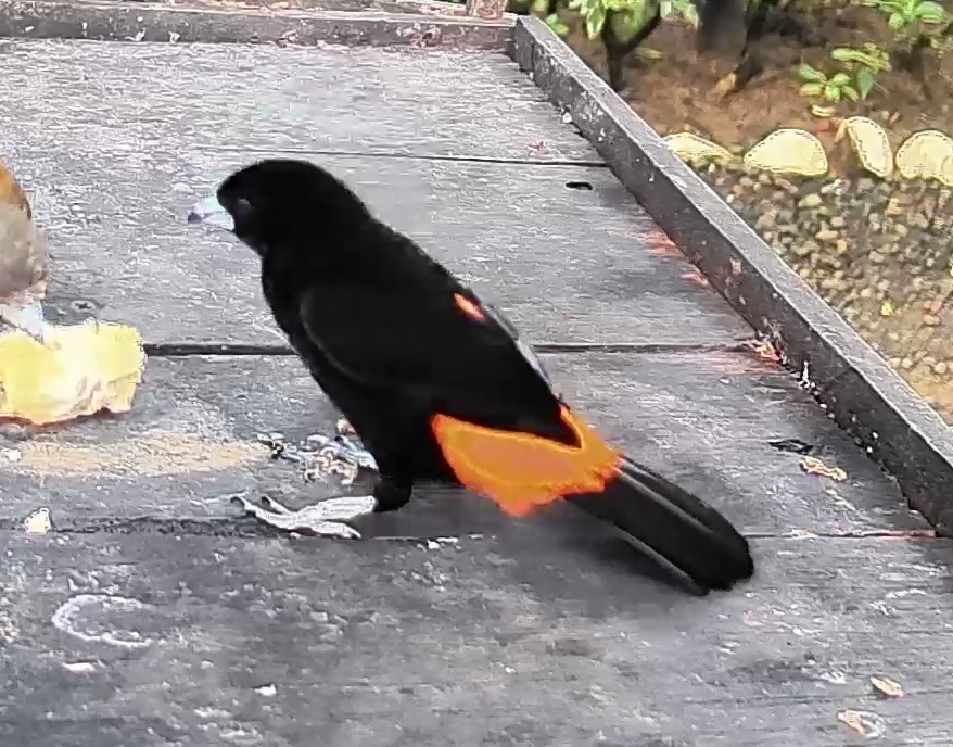 Flame-rumped Tanager