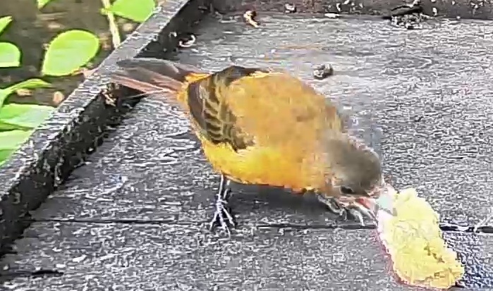 Passerini's tanager