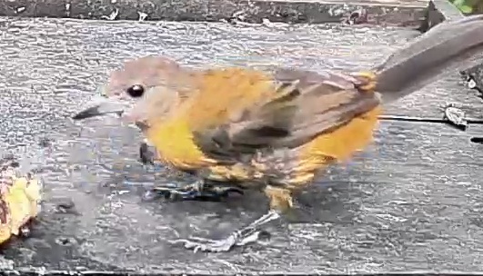 Passerini's tanager