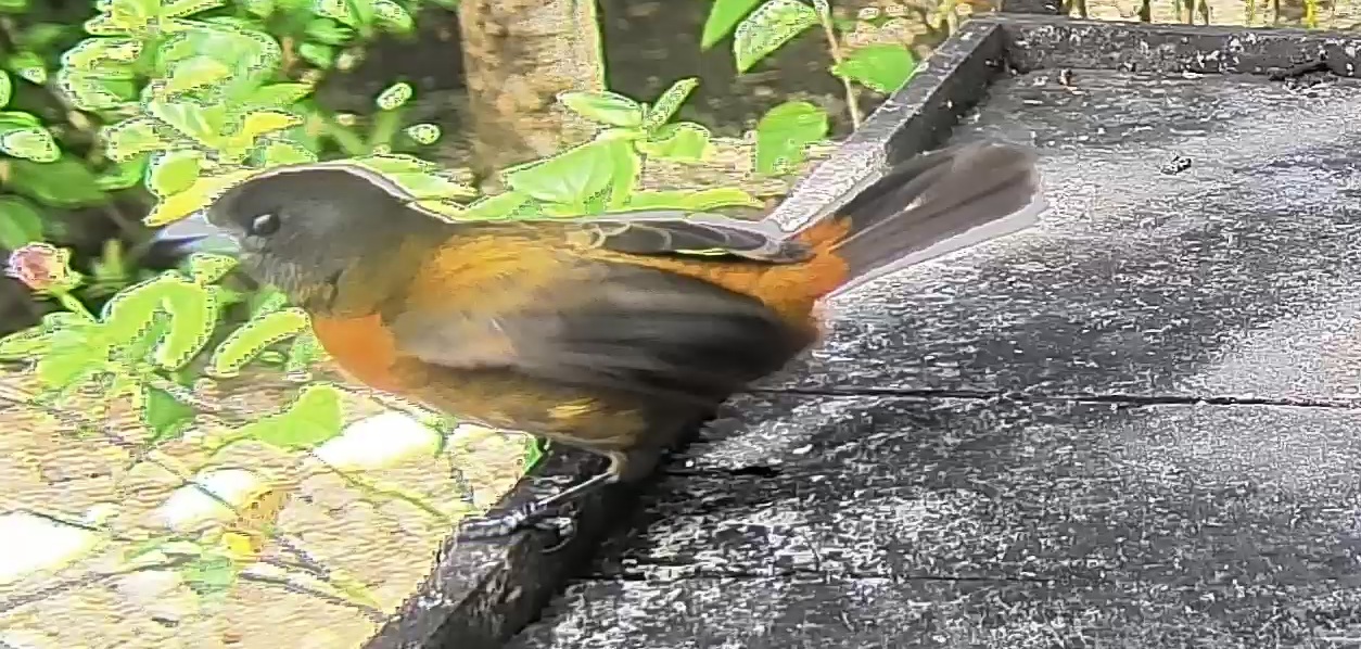 Passerini's tanager