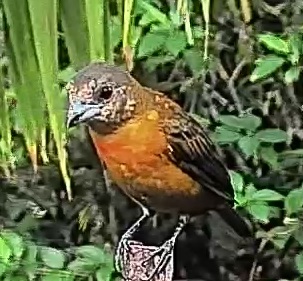 Flame-rumped Tanager