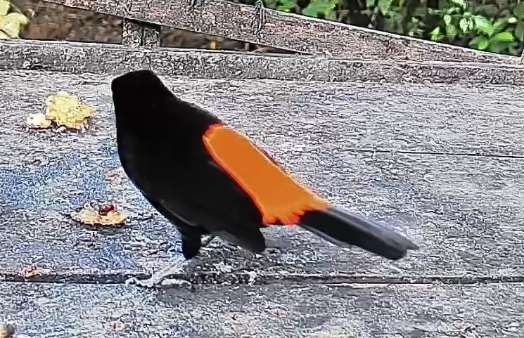 Flame-rumped Tanager
