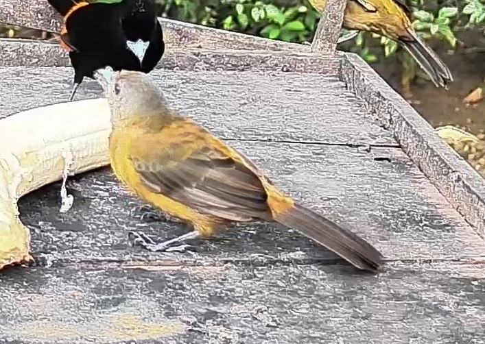 Flame-rumped Tanager