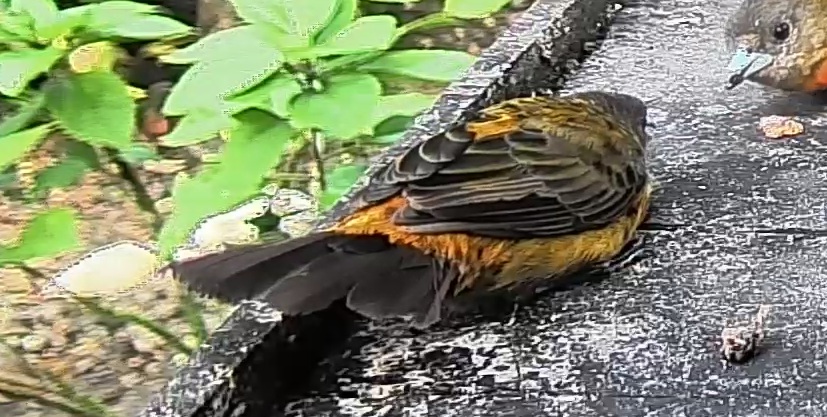 Flame-rumped Tanager