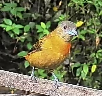 Flame-rumped Tanager