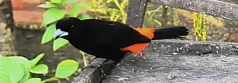 Flame-rumped Tanager