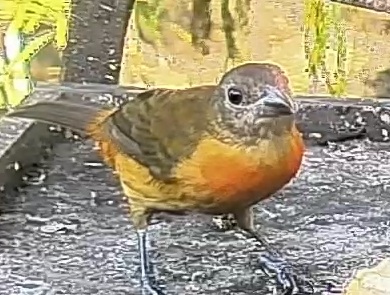 Flame-rumped Tanager