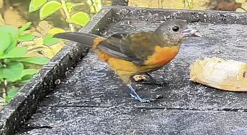 Flame-rumped Tanager