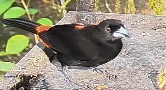 Scarlet-rumped Tanager