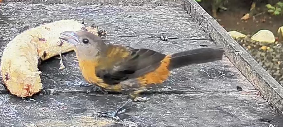 Scarlet-rumped Tanager