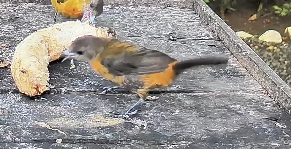 Flame-rumped Tanager