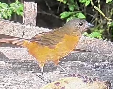 Flame-rumped Tanager