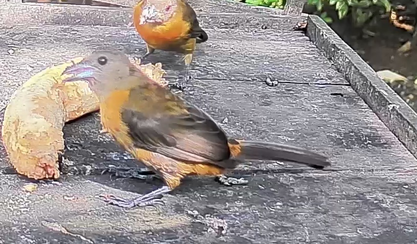Flame-rumped Tanager