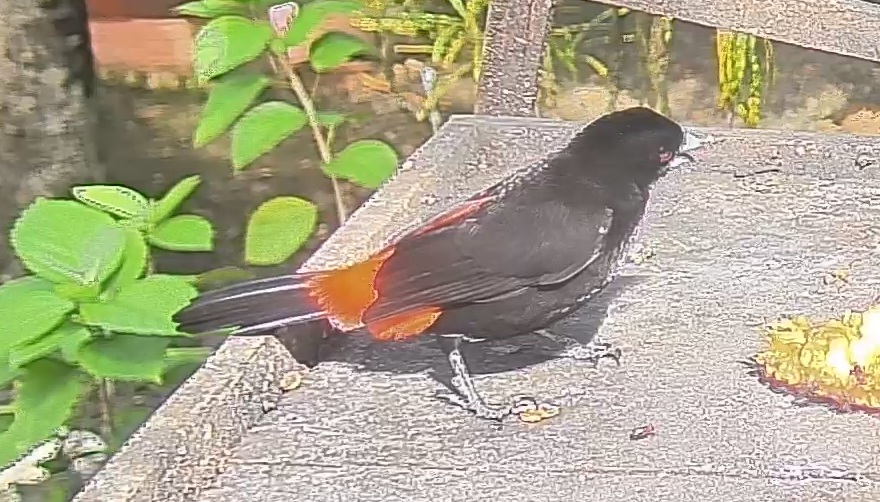 Flame-rumped Tanager