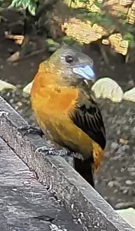 Flame-rumped Tanager