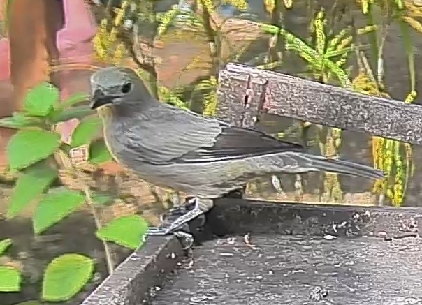 Blue-gray Tanager