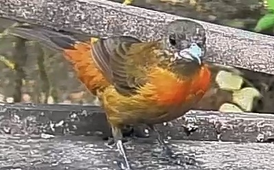 Flame-rumped Tanager