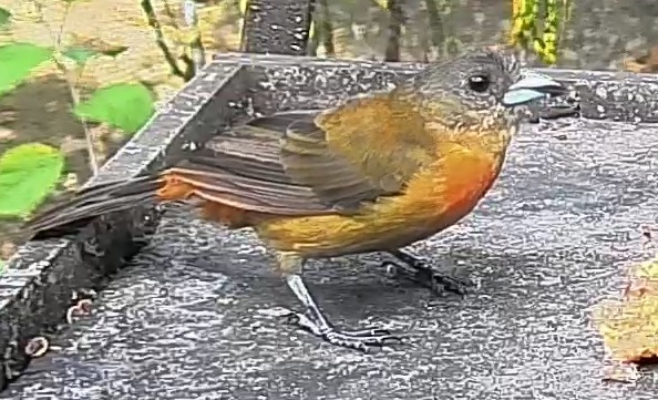 Flame-rumped Tanager