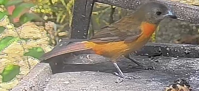 Passerini's Tanager