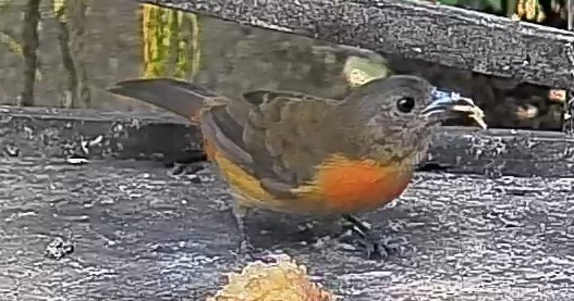 Flame-rumped Tanager