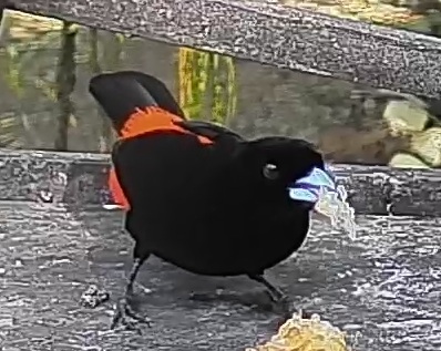 Flame-rumped Tanager