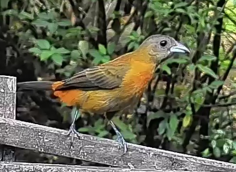 Flame-rumped Tanager