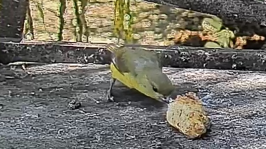 Cherrie's Tanager