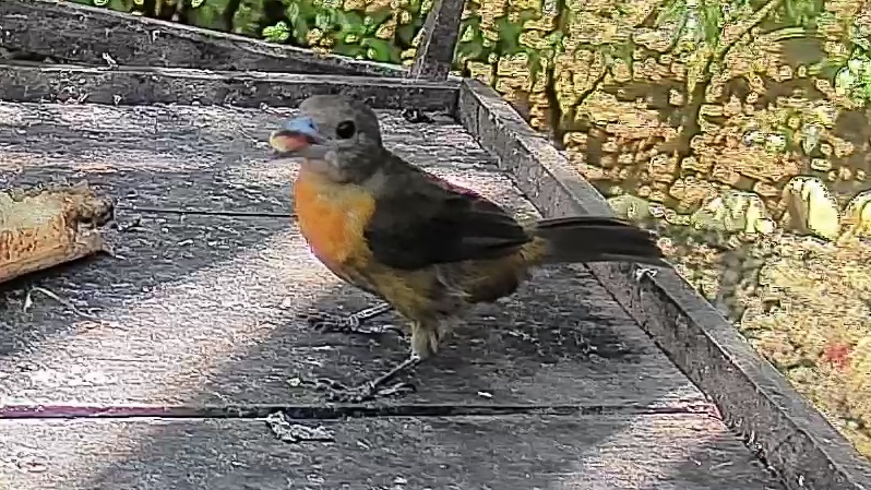 Flame-rumped Tanager