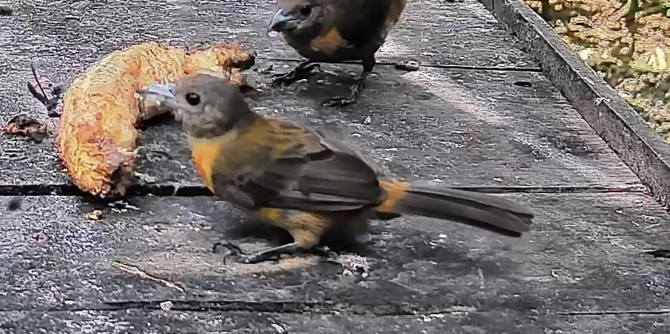 Flame-rumped Tanager