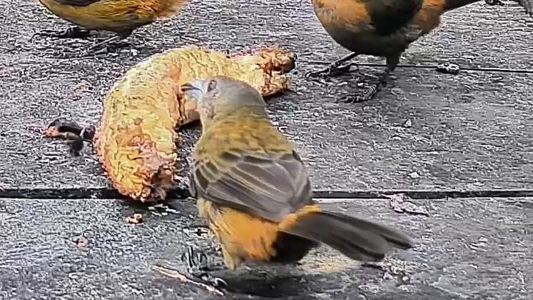 Flame-rumped Tanager