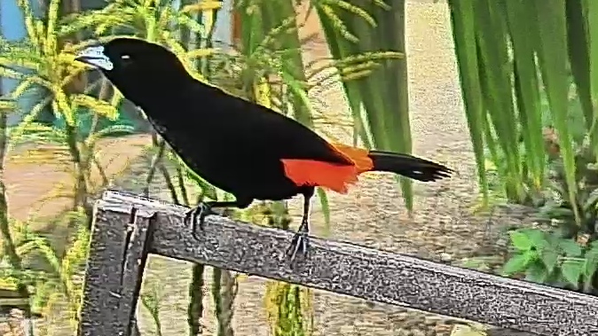 Flame-rumped Tanager