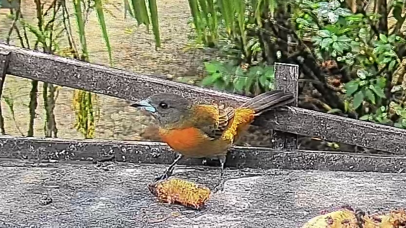 Flame-rumped Tanager